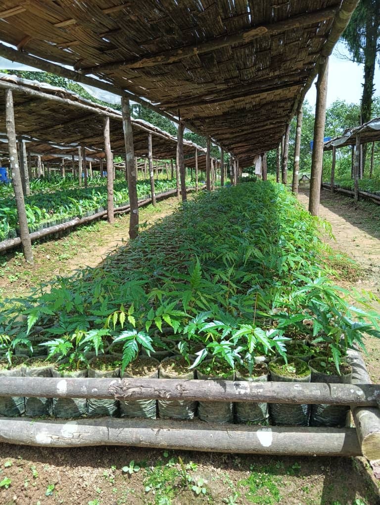 Rows of saplings under shade netting at the BBPL nursery in Darla
