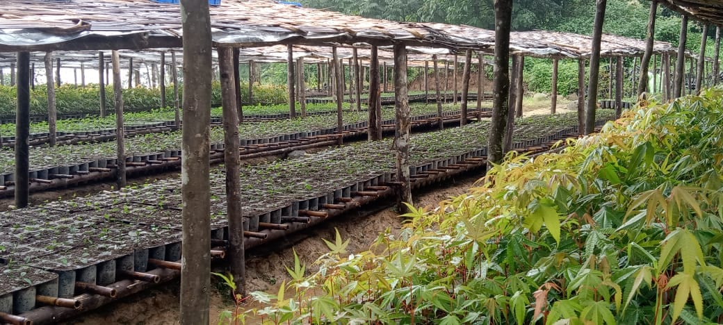 Nursery beds of potted saplings ready for planting